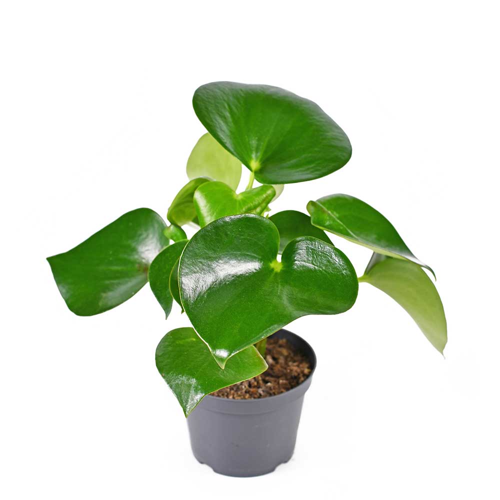 15 - 25cm Peperomia Polybotrya Raindrop 12cm Pot Potted Houseplants