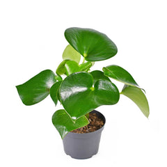 15 - 25cm Peperomia Polybotrya Raindrop 12cm Pot Potted Houseplants