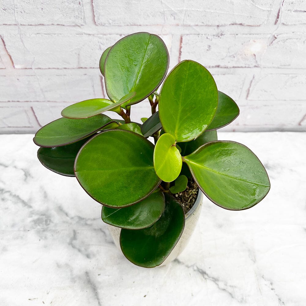 15 - 25cm Peperomia Red Margin Clusifolia 12cm Pot House Plant House Plant