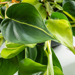 15 - 25cm Philodendron Brazil Pothos 12cm Pot House Plant House Plant