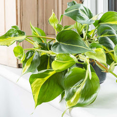 15 - 25cm Philodendron Brazil Pothos 12cm Pot House Plants