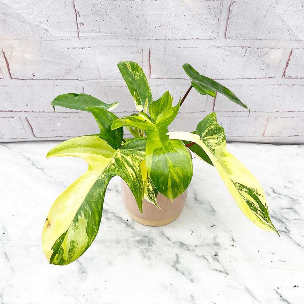 15 - 25cm Philodendron Florida Beauty Variegated 10cm Pot House Plant House Plant