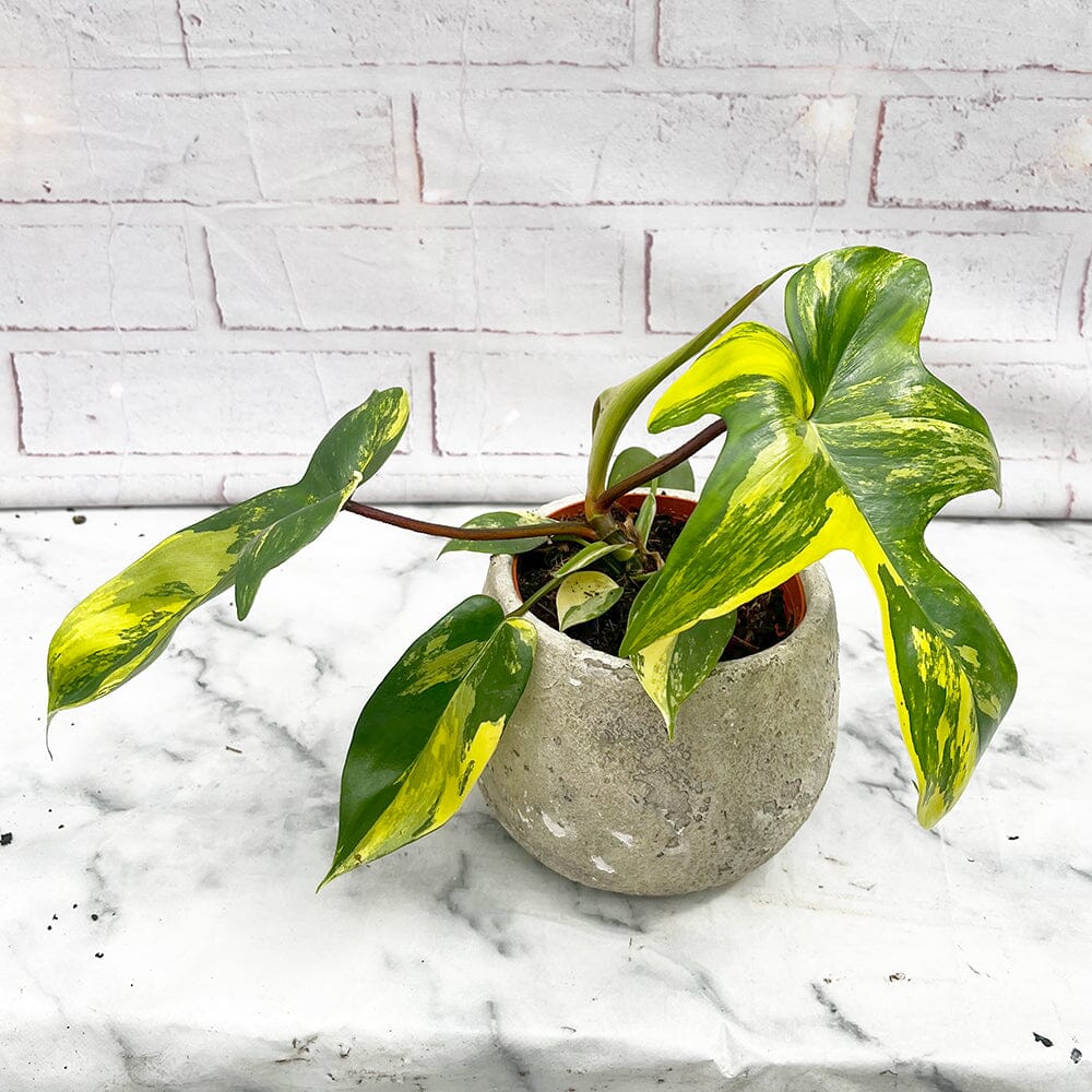 15 - 25cm Philodendron Florida Beauty Variegated 10cm Pot House Plant House Plant