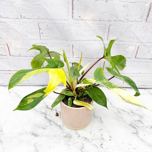 15 - 25cm Philodendron Florida Beauty Variegated 10cm Pot House Plant House Plant