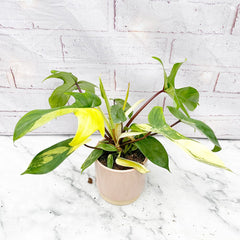 15 - 25cm Philodendron Florida Beauty Variegated 10cm Pot House Plant House Plant