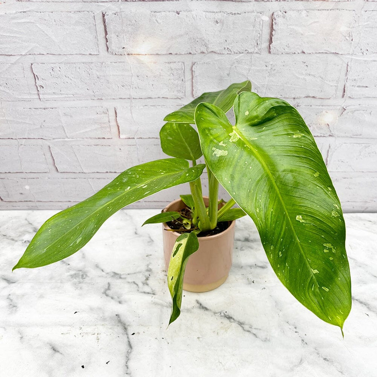 15 - 25cm Philodendron Jose Buono House Plant in 10cm Pot House Plant