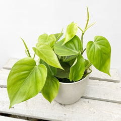 15 - 25cm Philodendron Scandens Pothos 12cm Pot House Plant House Plant