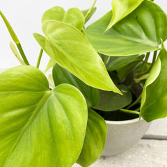 15 - 25cm Philodendron Scandens Pothos 12cm Pot House Plant House Plant