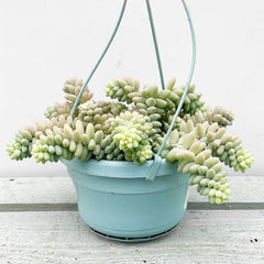 15 - 25cm Sedum Burrito Succulent in Hanging 14cm Pot House Plant