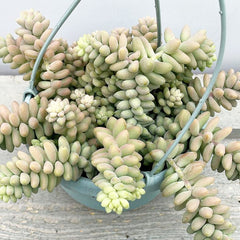 15 - 25cm Sedum Burrito Succulent in Hanging 14cm Pot House Plant