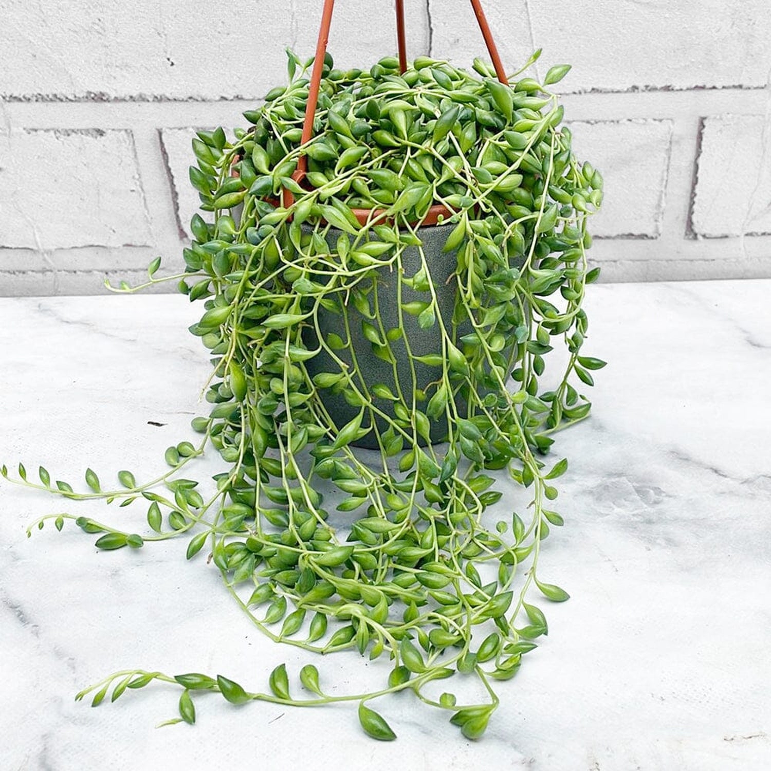 15 - 25cm Senecio Herreianus String of Dolphins 12cm Hanging Pot House Plant House Plant