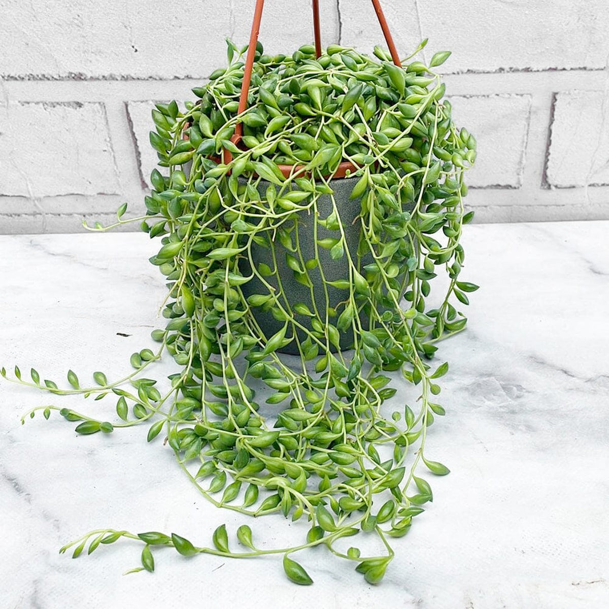 15 - 25cm Senecio Herreianus String of Dolphins 12cm Hanging Pot House Plant House Plant