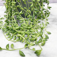 15 - 25cm Senecio Herreianus String of Dolphins 12cm Hanging Pot House Plant House Plant