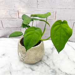 15 - 25cm Syngonium Chiapense Arrowhead Plant 10cm Pot House Plant House Plant