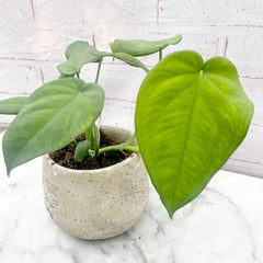 15 - 25cm Syngonium Chiapense Arrowhead Plant 10cm Pot House Plant House Plant