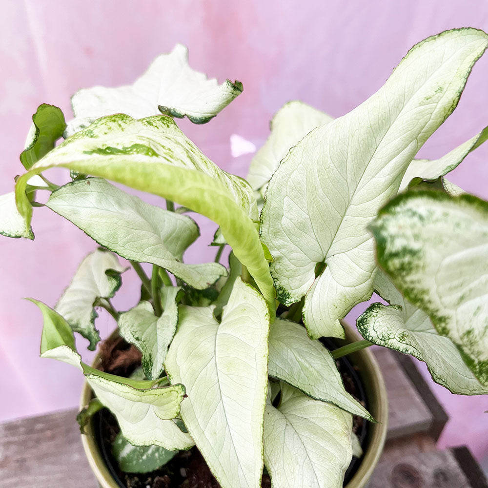 Syngonium holly store