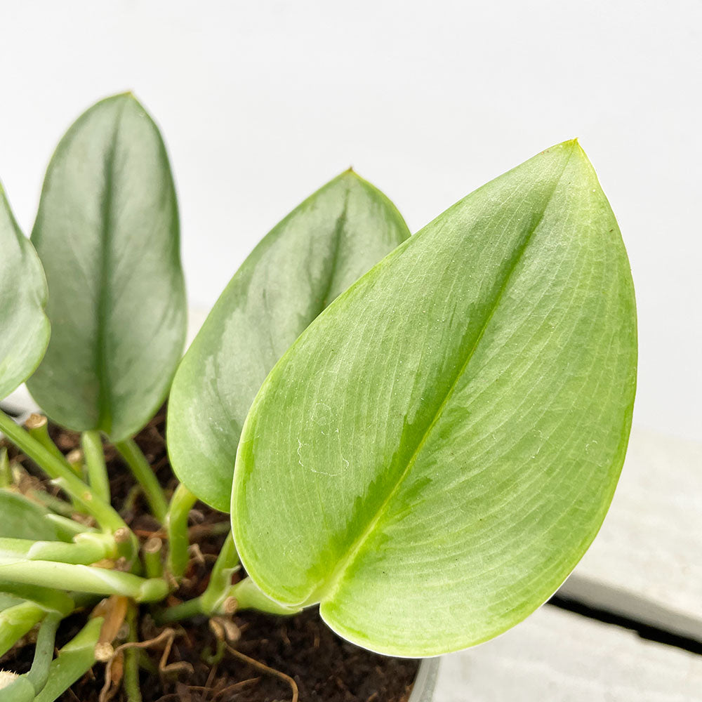 15 - 25cm Treubii Moonlight Pothos Epipremnum 12cm Pot House Plant House Plant