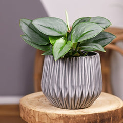 15 - 25cm Treubii Moonlight Pothos Scindapsus 12cm Pot House Plant House Plant