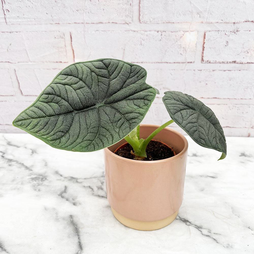 15 - 30cm Alocasia Melo Elephant Ear 9cm Pot House Plant House Plant