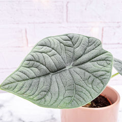 15 - 30cm Alocasia Melo Elephant Ear 9cm Pot House Plant House Plant