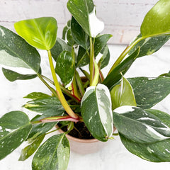 15 - 30cm Philodendron White Princess 10.5cm Pot House Plant