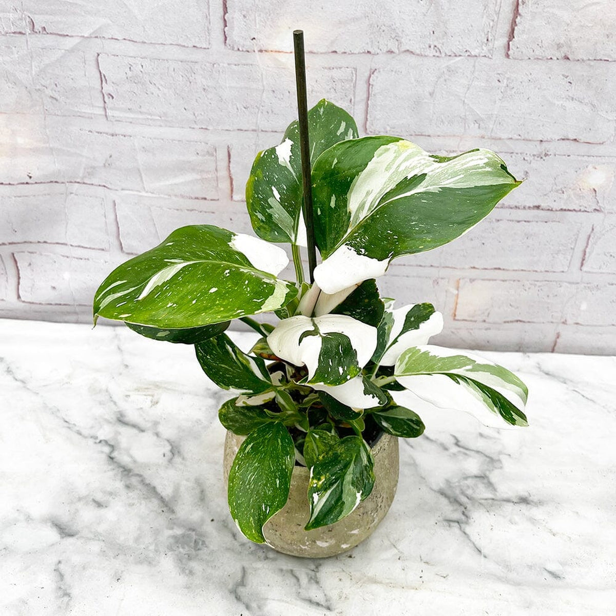 15 - 30cm Philodendron White Wizard 12cm Pot House Plant