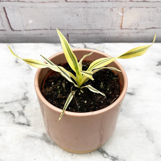 15 - 30cm Variegated Yucca Bright Star 9cm Pot House Plant