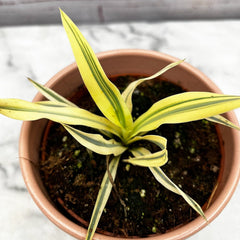 15 - 30cm Variegated Yucca Bright Star 9cm Pot House Plant