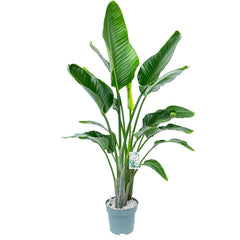 150 - 160cm Strelitzia Nicolai 27cm Hydro Pot 