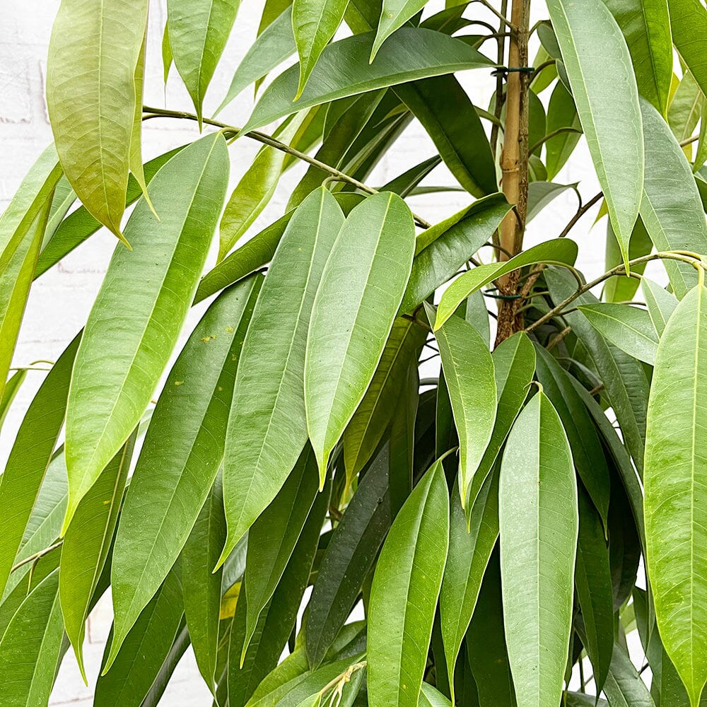 150 - 170cm Ficus Binnendijkii Amstel King Rubber Plant 24cm Pot House Plant House Plant