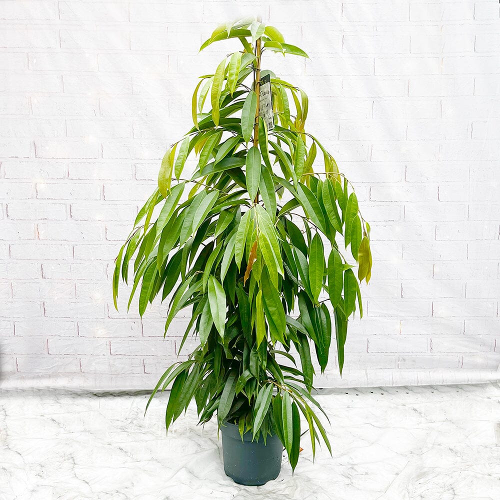 150 - 170cm Ficus Binnendijkii Amstel King Rubber Plant 24cm Pot House Plant House Plant