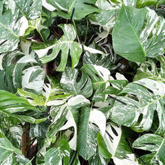 2 x 45 - 60cm Monstera Variegata Albo Variegata Variegated Monstera Cheese Plant 17cm Pot House Plant House Plant