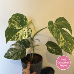 2 x 45 - 60cm Monstera Variegata Albo Variegata Variegated Monstera Cheese Plant 17cm Pot House Plant House Plant