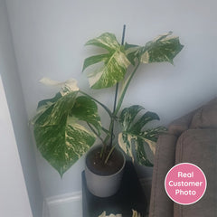 2 x 45 - 60cm Monstera Variegata Albo Variegata Variegated Monstera Cheese Plant 17cm Pot House Plant House Plant