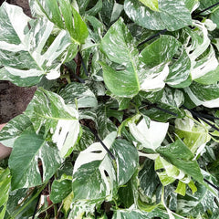 2 x 45 - 60cm Monstera Variegata Albo Variegata Variegated Monstera Cheese Plant 17cm Pot House Plant House Plant