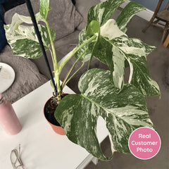 2 x 45 - 60cm Monstera Variegata Albo Variegata Variegated Monstera Cheese Plant 17cm Pot House Plant House Plant