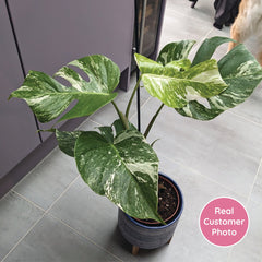 2 x 45 - 60cm Monstera Variegata Albo Variegata Variegated Monstera Cheese Plant 17cm Pot House Plant House Plant