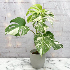 2 x 45 - 60cm Monstera Variegata Albo Variegata Variegated Monstera Cheese Plant 17cm Pot House Plant House Plant