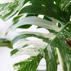 2 x 45 - 60cm Monstera Variegata Albo Variegata Variegated Monstera Cheese Plant 17cm Pot House Plant House Plant