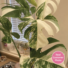 2 x 45 - 60cm Monstera Variegata Albo Variegata Variegated Monstera Cheese Plant 17cm Pot House Plant House Plant