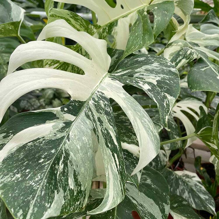 2 x 45 - 60cm Monstera Variegata Albo Variegata Variegated Monstera Cheese Plant 17cm Pot House Plant House Plant