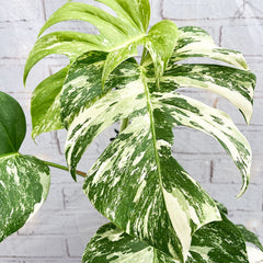 2 x 45 - 60cm Monstera Variegata Albo Variegata Variegated Monstera Cheese Plant 17cm Pot House Plant House Plant