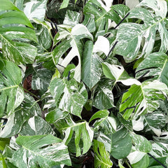 2 x 45 - 60cm Monstera Variegata Albo Variegata Variegated Monstera Cheese Plant 17cm Pot House Plant House Plant