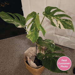 2 x 45 - 60cm Monstera Variegata Albo Variegata Variegated Monstera Cheese Plant 17cm Pot House Plant House Plant