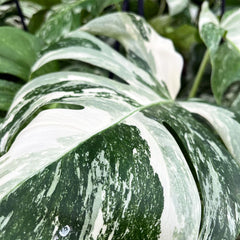 2 x 45 - 60cm Monstera Variegata Albo Variegata Variegated Monstera Cheese Plant 17cm Pot House Plant House Plant