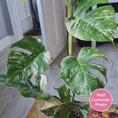 2 x 45 - 60cm Monstera Variegata Albo Variegata Variegated Monstera Cheese Plant 17cm Pot House Plant House Plant