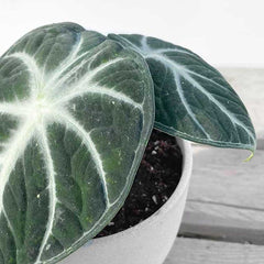 20 - 25cm Alocasia Ninja 12cm Pot House Plant House Plant