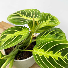 20 - 25cm Maranta Lemon Lime Prayer Plant 12cm Pot House Plant House Plant