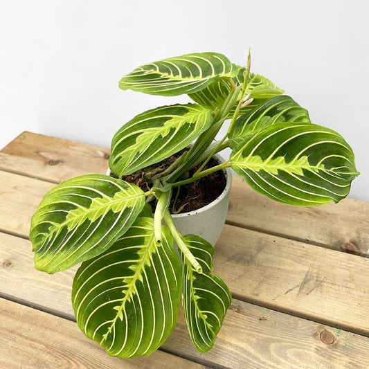 20 - 25cm Maranta Lemon Lime Prayer Plant 12cm Pot Potted Houseplants