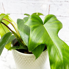 20 - 25cm Philodendron Florida Green 12cm Pot House Plant House Plant